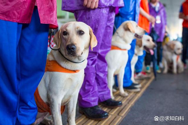 導盲犬小Q(導盲犬小Q是什么品種)