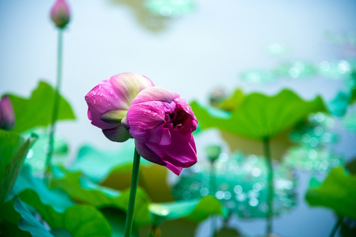 百里蓮花并蒂開(百里蓮花并蒂開電視劇免費觀看)