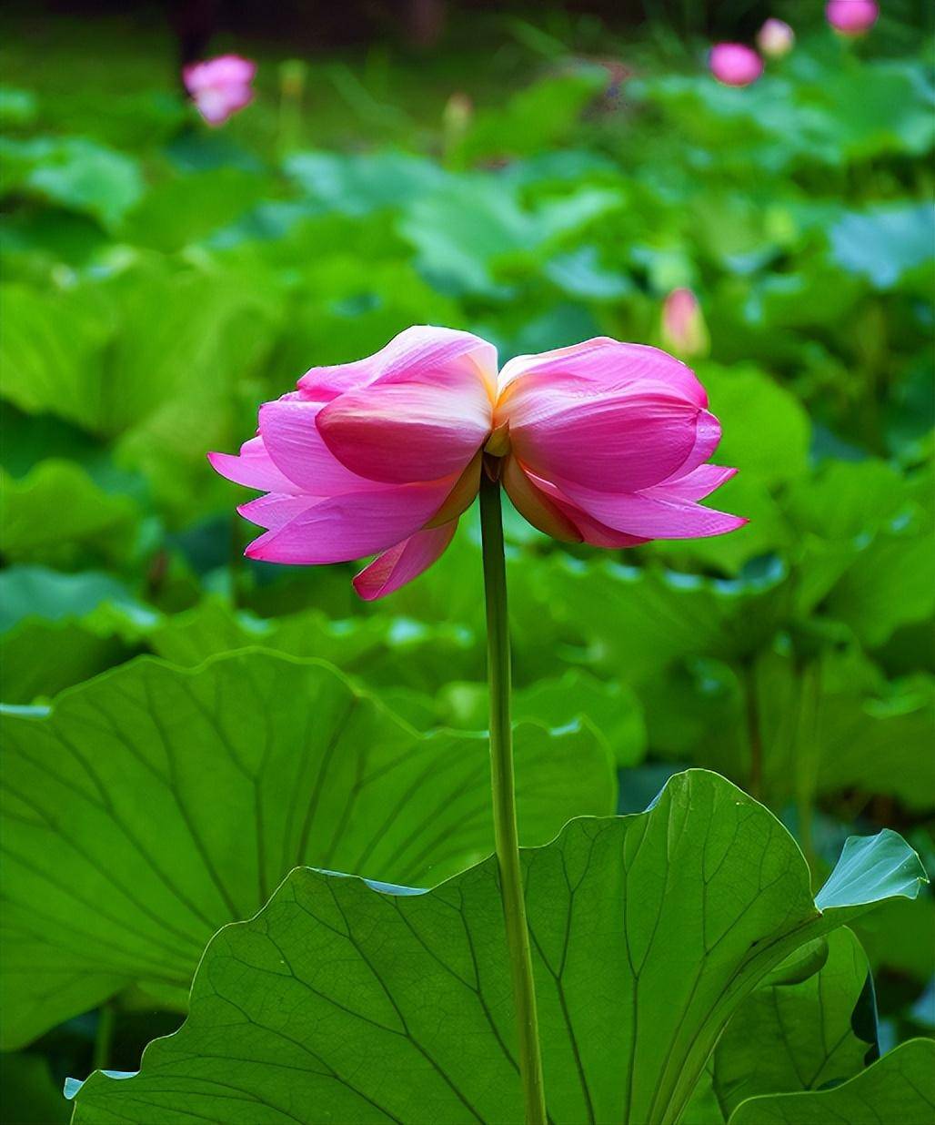 百里蓮花并蒂開(百里蓮花并蒂開電視劇免費觀看)