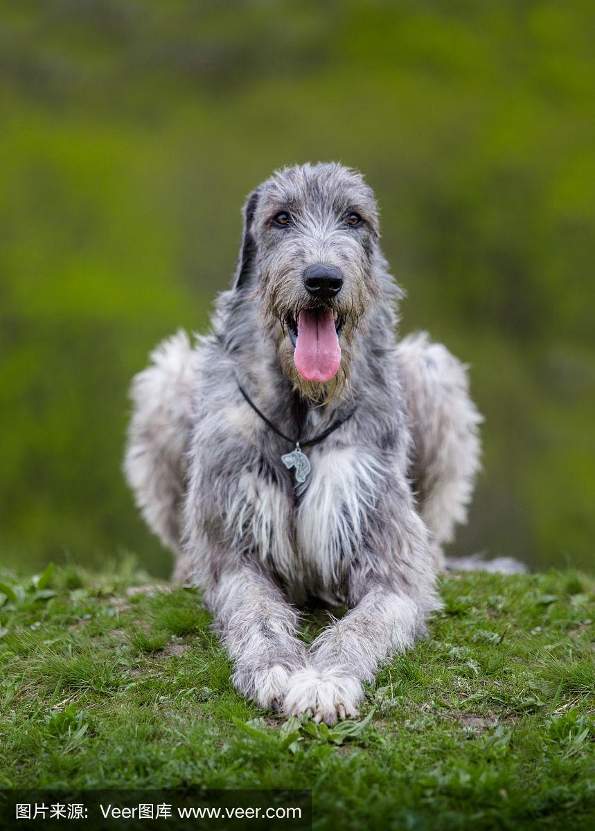 愛的獵犬(愛的獵犬真實案件介紹)