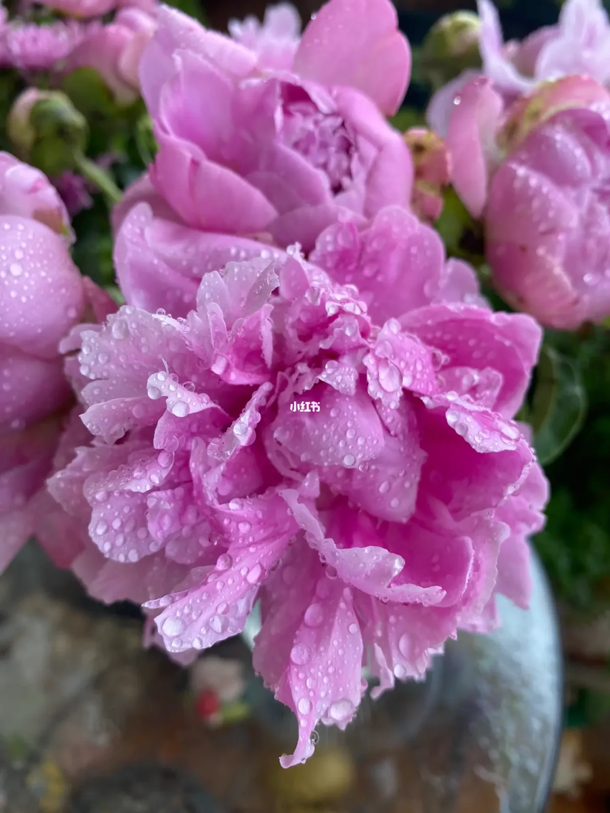 芍藥花開(芍藥花開時間是幾月份)