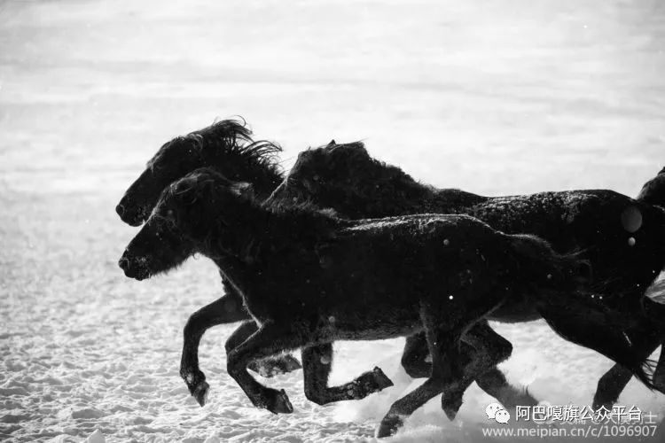 馬背法庭之阿巴嘎黑馬(馬背法庭之阿巴嘎黑馬 丁大海 在線看)