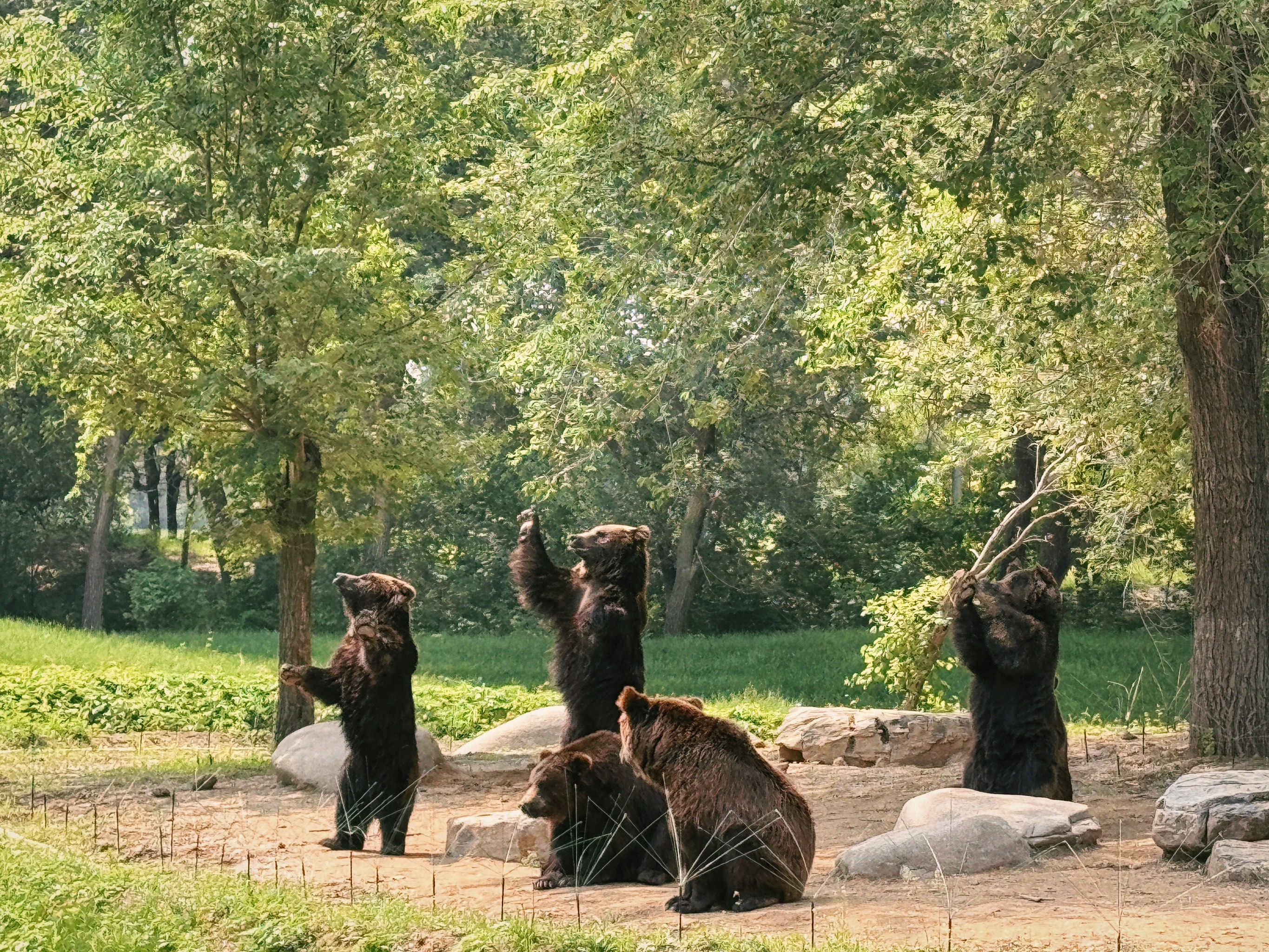 萬物可愛：動物園的小故事(萬物可愛動物園的小故事 豆瓣)