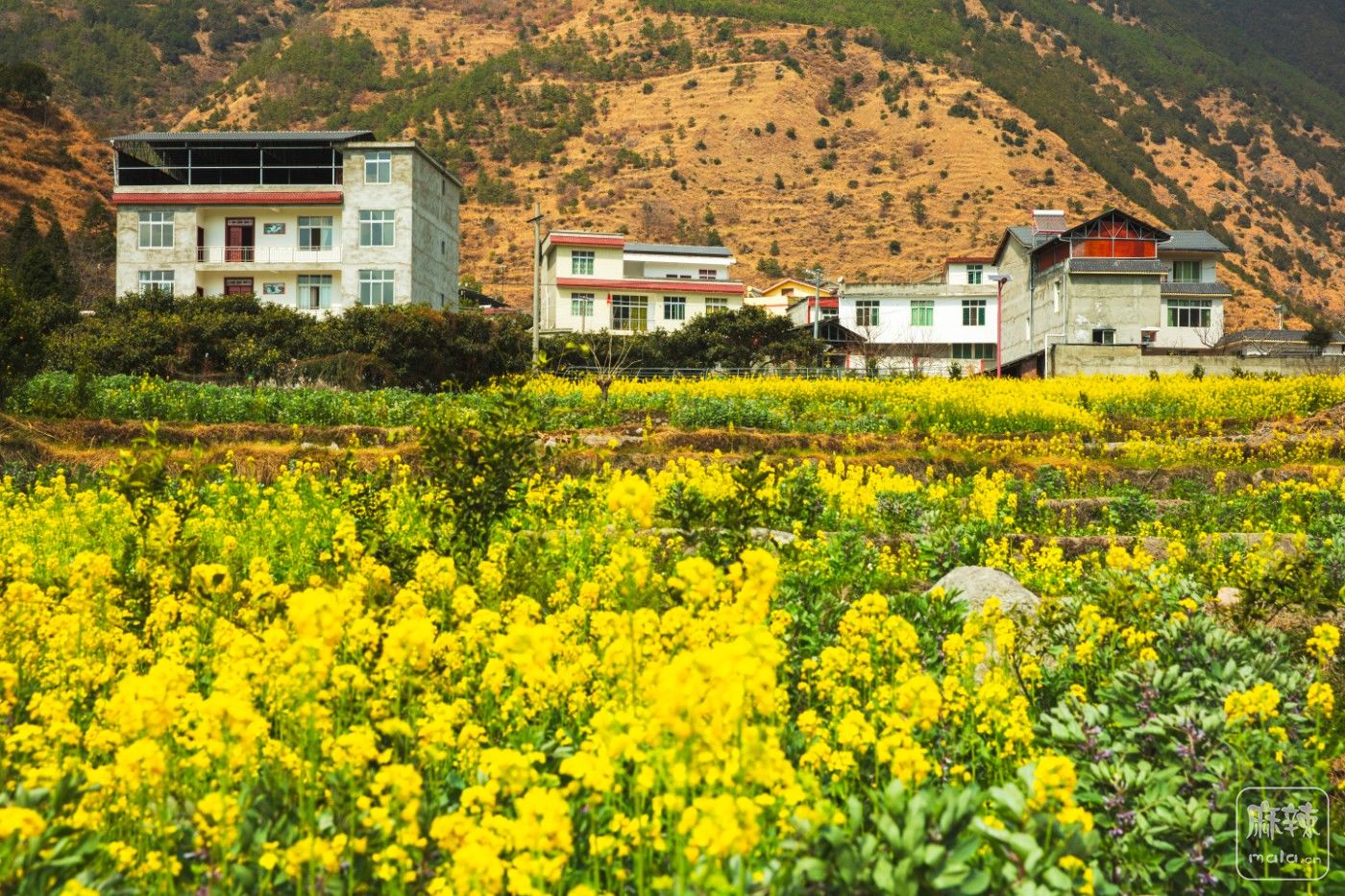 鮮花盛開的山村(鮮花盛開的山村電視劇免費觀看40集)